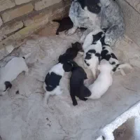 توله سگ پاپی