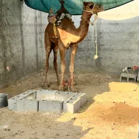 شتر نر جماز