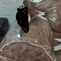 کبوتر ماده رو تخم