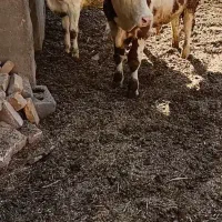 حیوانات مزرعه گاو