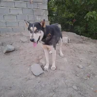 سگ هاسکی