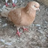 کبوتر دسته جمعی
