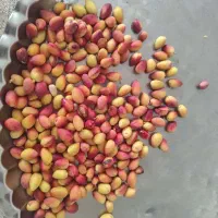 فروش پسته نوبرانه
