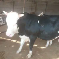 باسلام گاونره سیمتال هرکسی خواست بزنگ