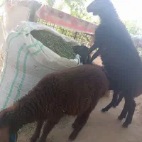 دو عدد بره ماده ۷۰ روزه سالم
