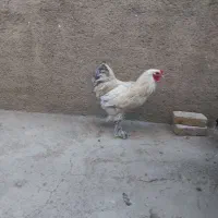 خروس برهما