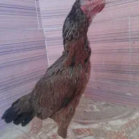 خروس و مرغ