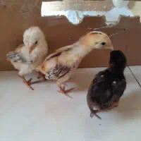 جوجه لاری
