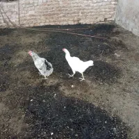 چهار عدد مرغ و خروس و یک اردک