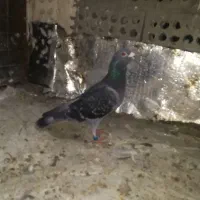 حیوان قلدور به زمانت