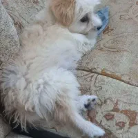 پیکو واگذار