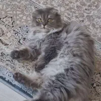 گربه خوشگل و ملوس