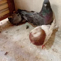 نوک ریز،پرنده ،کفتر