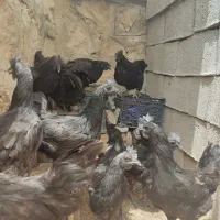 تخم مرغ نطفه دار  ایام سمانی