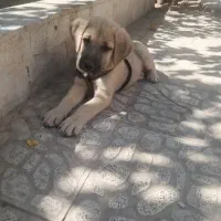 واگذاری
