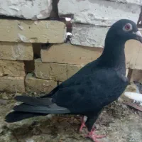کبوتر فروشی
