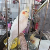 یک‌جفت‌عروس‌هلندی