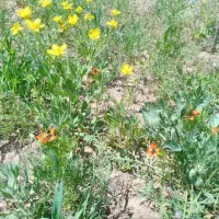 زمین|فروش خانه و ویلا|کوهین, |دیوار