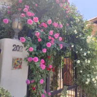 کلنگی افسریه