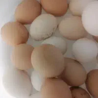 تخم مرغ محلی