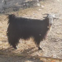بز بره گوسفند بزغاله میش