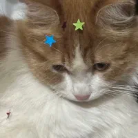 گمشده