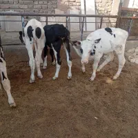 گوساله ۸۰کیلویی