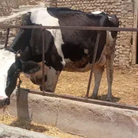 7راس گوساله ماده و گاو شیر
