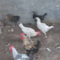 جوجه خروس