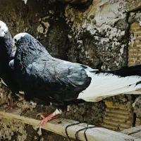 کبوتر پرشی تهرانی