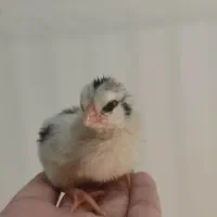 جوجه مرغ بومی