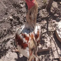 خروس لاری