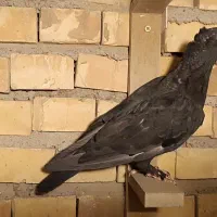 کلاغ کلایی