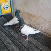 یه جفت سینه