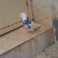 کبوتر