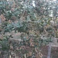 خرید نقدی  پسته کال کالک