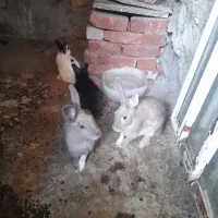خرگوش بزرگ و کوچک