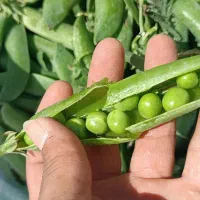 خرید فروش نخود