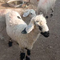 حراج گوسفند فقط امروز