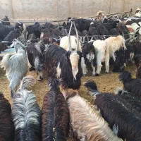 پرس پوشال برنج