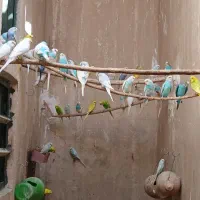 مرغ عشق مولد و جوانه