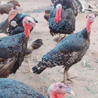 مرغ وخروس بقلمون جوان