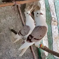 کبوتر|پرنده|لوندویل, |دیوار