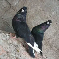 جفت صرب نر ماده