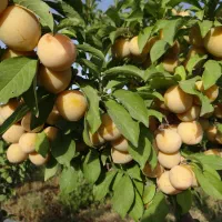 فروش آلو سردرختی درجه یک