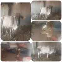 ۲۵۰میلیون