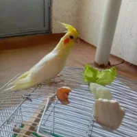عروس هلندی