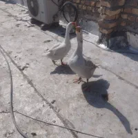 غاز|حیوانات مزرعه|زابل, |دیوار