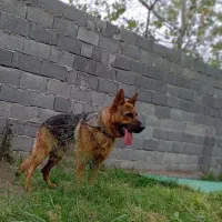 ژرمن نر وارداتی زبون خالدار