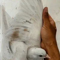 ساده هفترنگ